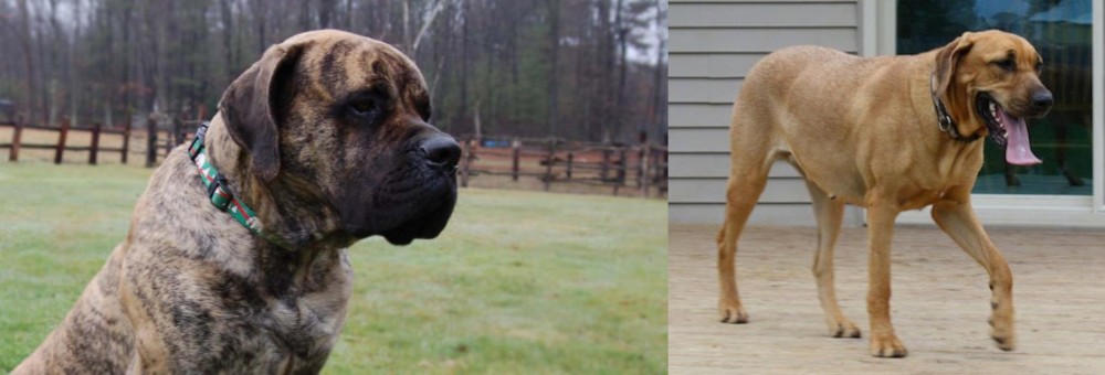Danish Broholmer vs American Mastiff - Breed Comparison