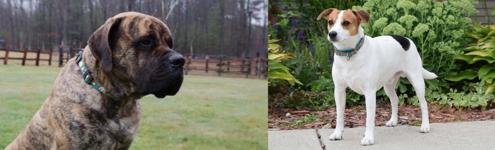 Danish Swedish Farmdog vs American Mastiff - Breed Comparison