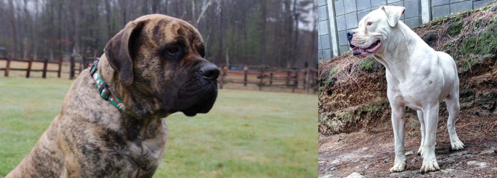 Dogo Guatemalteco vs American Mastiff - Breed Comparison