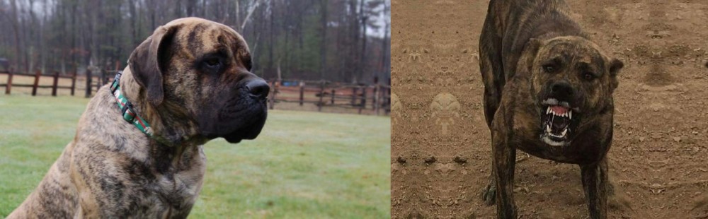 Dogo Sardesco vs American Mastiff - Breed Comparison