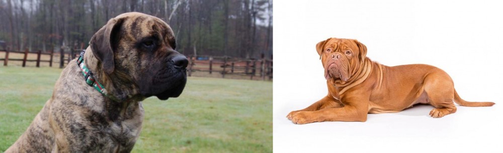 Dogue De Bordeaux vs American Mastiff - Breed Comparison