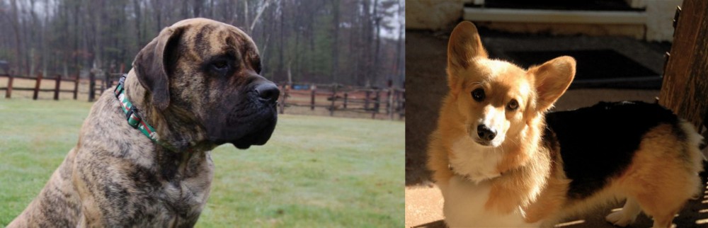 Dorgi vs American Mastiff - Breed Comparison