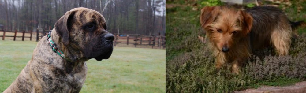 Dorkie vs American Mastiff - Breed Comparison