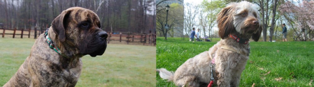 Doxiepoo vs American Mastiff - Breed Comparison
