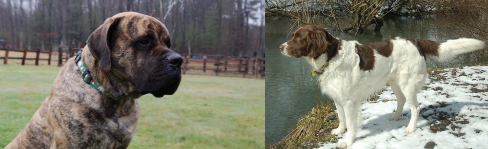 Drentse Patrijshond vs American Mastiff - Breed Comparison