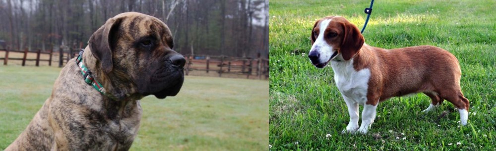 Drever vs American Mastiff - Breed Comparison