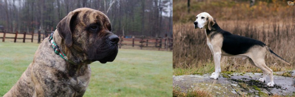 Dunker vs American Mastiff - Breed Comparison