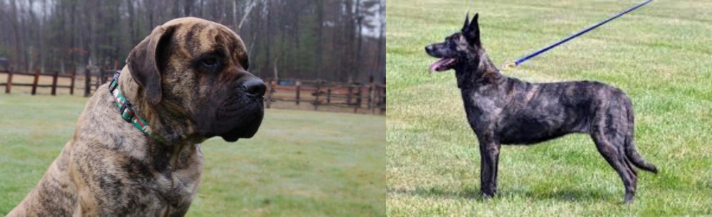 Dutch Shepherd vs American Mastiff - Breed Comparison