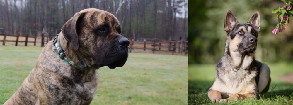 East European Shepherd vs American Mastiff - Breed Comparison