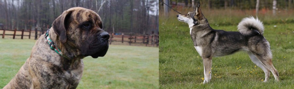 East Siberian Laika vs American Mastiff - Breed Comparison