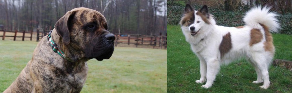 Elo vs American Mastiff - Breed Comparison
