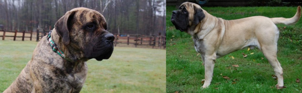 English Mastiff vs American Mastiff - Breed Comparison