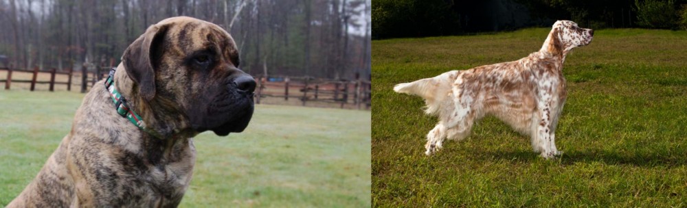 English Setter vs American Mastiff - Breed Comparison