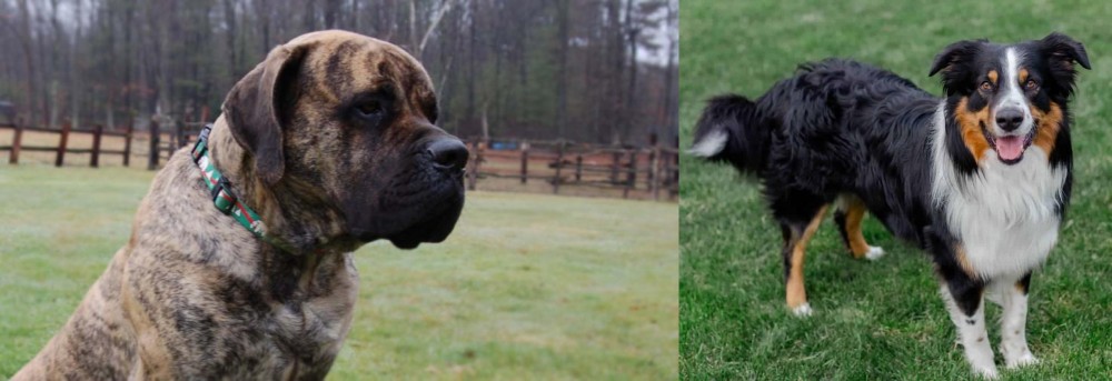 English Shepherd vs American Mastiff - Breed Comparison