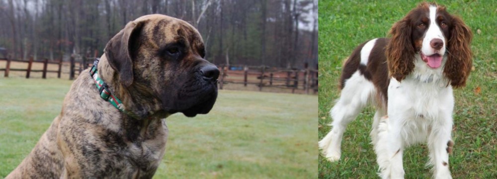 English Springer Spaniel vs American Mastiff - Breed Comparison