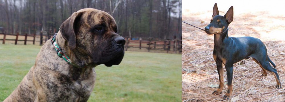 English Toy Terrier (Black & Tan) vs American Mastiff - Breed Comparison
