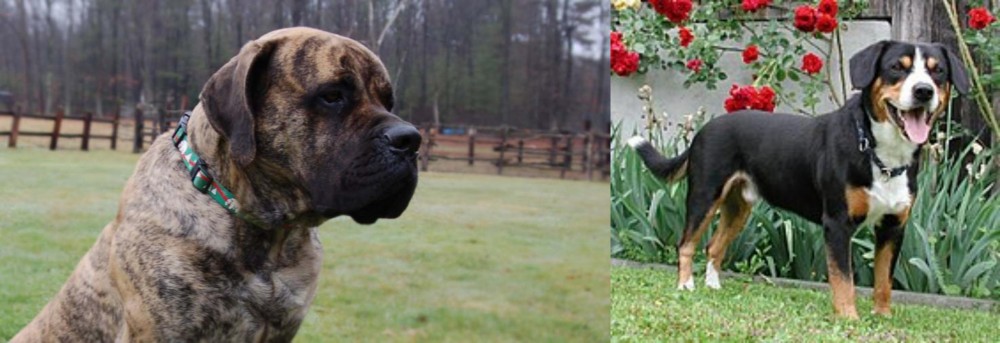 Entlebucher Mountain Dog vs American Mastiff - Breed Comparison
