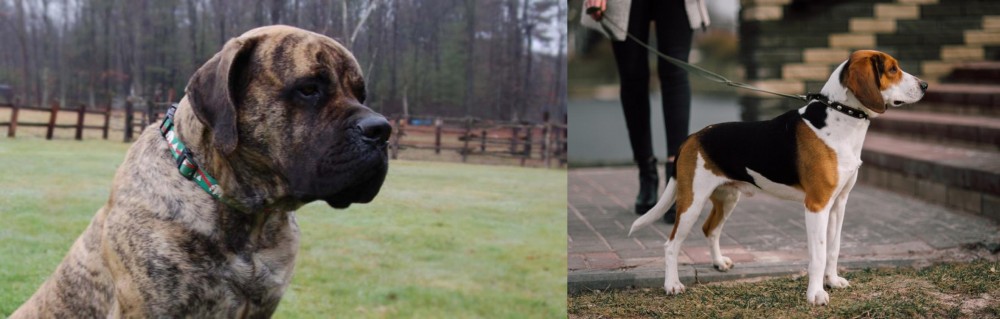 Estonian Hound vs American Mastiff - Breed Comparison
