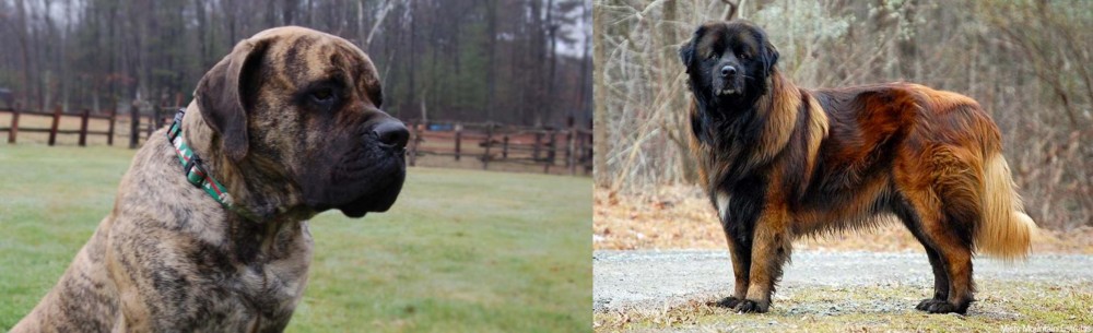 Estrela Mountain Dog vs American Mastiff - Breed Comparison