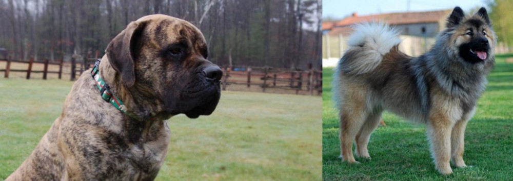 Eurasier vs American Mastiff - Breed Comparison