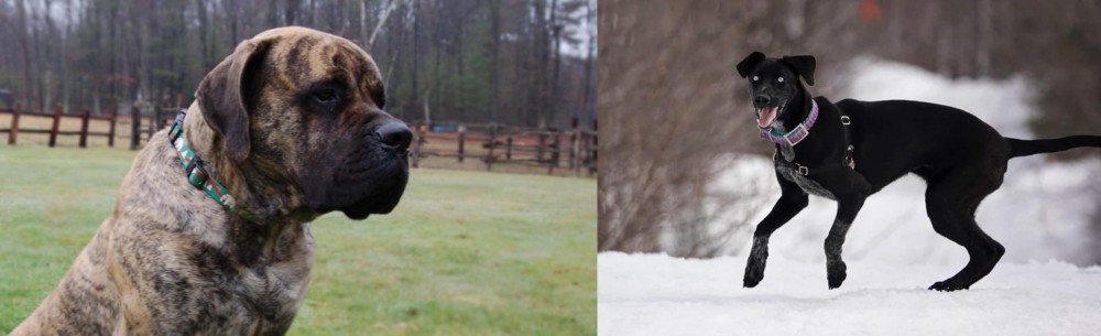Eurohound vs American Mastiff - Breed Comparison