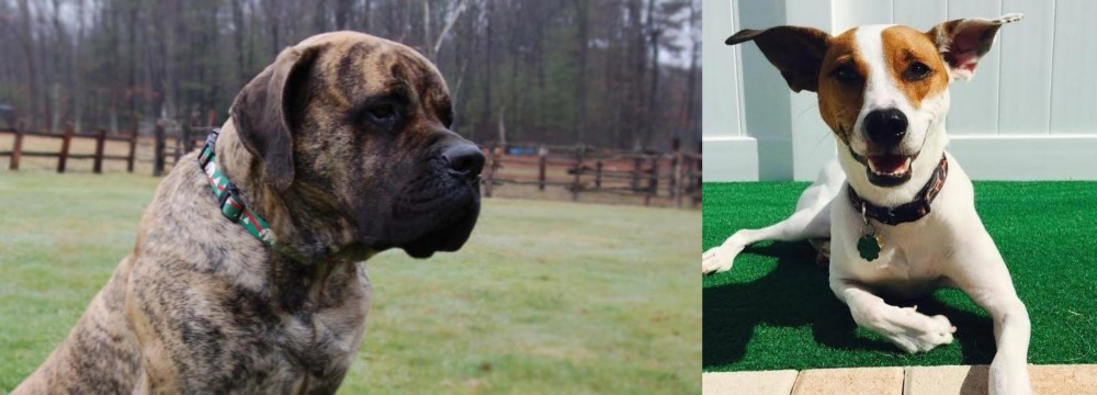 Feist vs American Mastiff - Breed Comparison