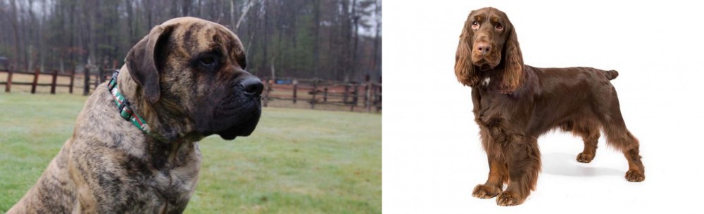 Field Spaniel vs American Mastiff - Breed Comparison