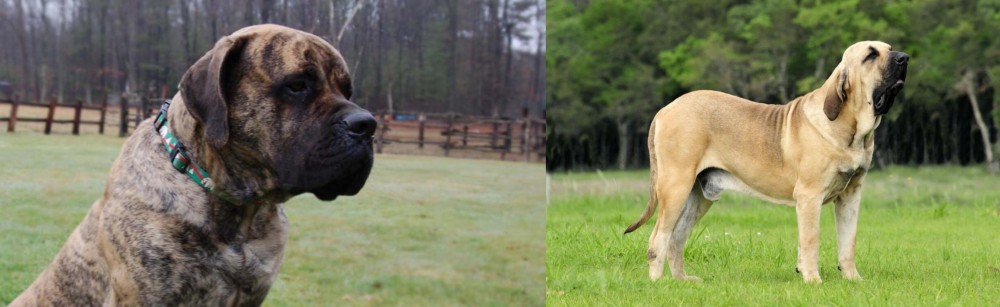 Fila Brasileiro vs American Mastiff - Breed Comparison