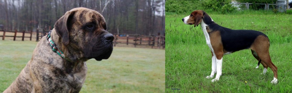 Finnish Hound vs American Mastiff - Breed Comparison