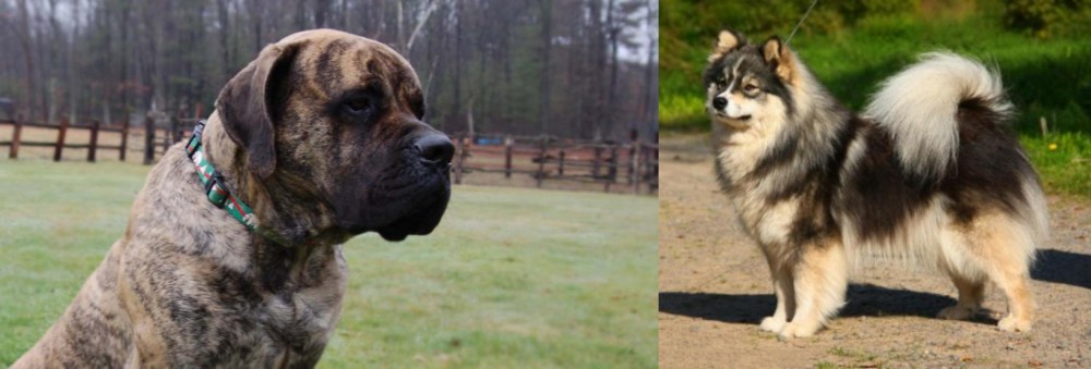 Finnish Lapphund vs American Mastiff - Breed Comparison
