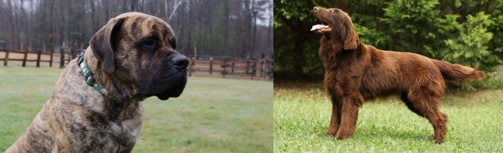Flat-Coated Retriever vs American Mastiff - Breed Comparison