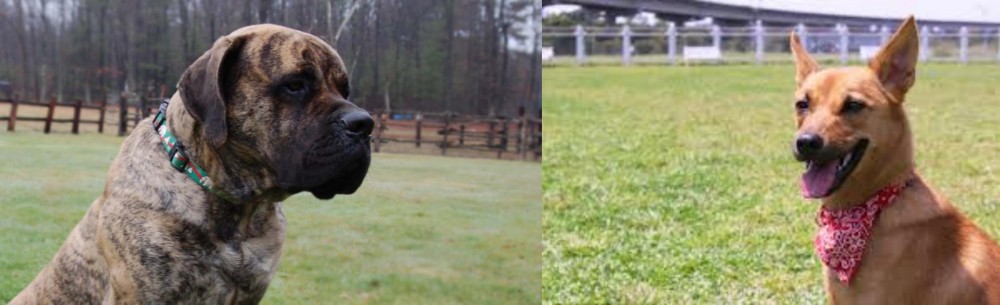 Formosan Mountain Dog vs American Mastiff - Breed Comparison