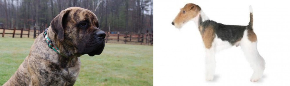 Fox Terrier vs American Mastiff - Breed Comparison