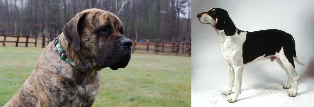 Francais Blanc et Noir vs American Mastiff - Breed Comparison
