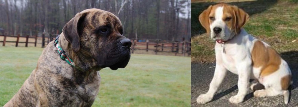 Francais Blanc et Orange vs American Mastiff - Breed Comparison