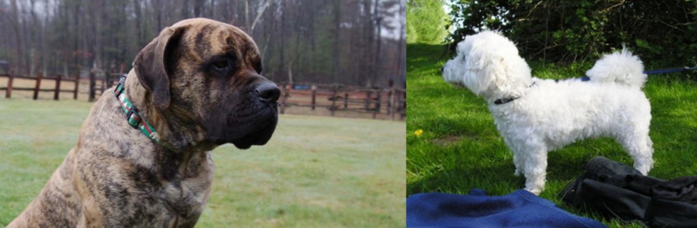Franzuskaya Bolonka vs American Mastiff - Breed Comparison