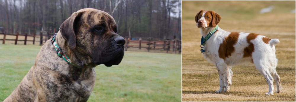 French Brittany vs American Mastiff - Breed Comparison