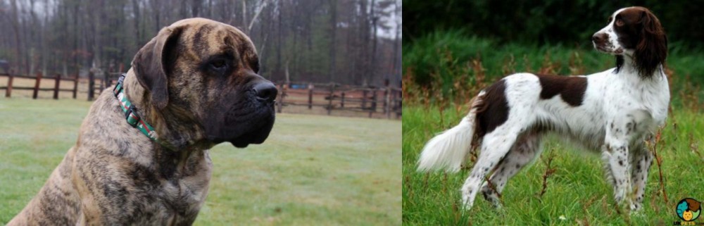 French Spaniel vs American Mastiff - Breed Comparison