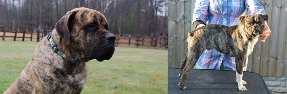 Fruggle vs American Mastiff - Breed Comparison