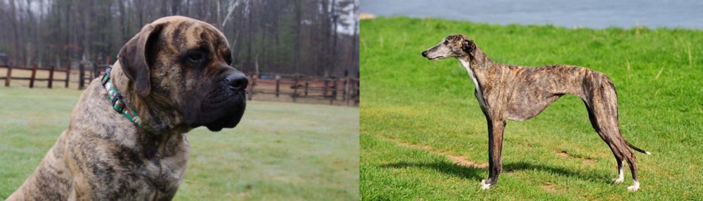 Galgo Espanol vs American Mastiff - Breed Comparison