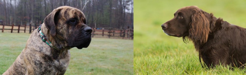 German Longhaired Pointer vs American Mastiff - Breed Comparison