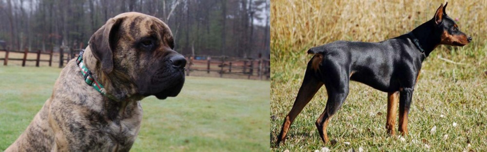 German Pinscher vs American Mastiff - Breed Comparison