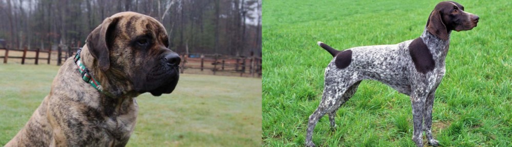 German Shorthaired Pointer vs American Mastiff - Breed Comparison