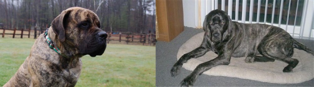 Giant Maso Mastiff vs American Mastiff - Breed Comparison