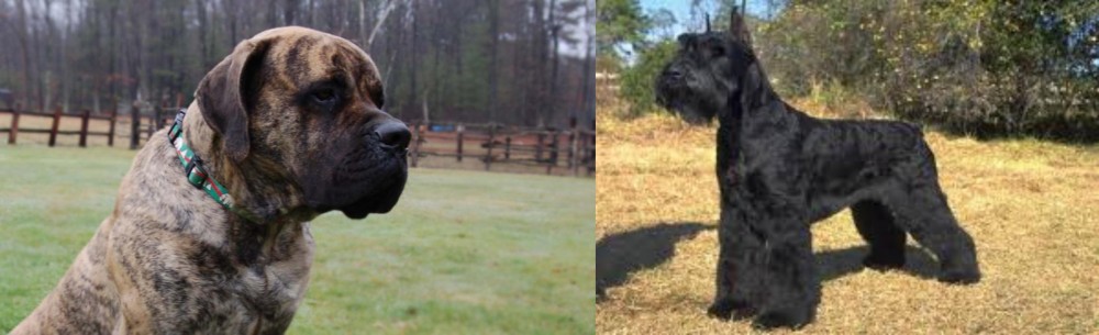 Giant Schnauzer vs American Mastiff - Breed Comparison