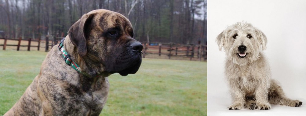 Glen of Imaal Terrier vs American Mastiff - Breed Comparison