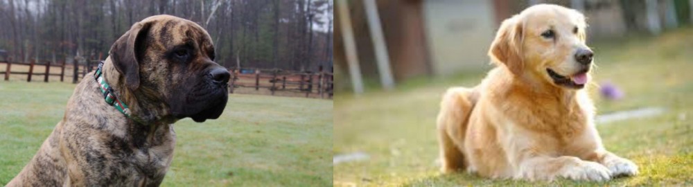 Goldador vs American Mastiff - Breed Comparison