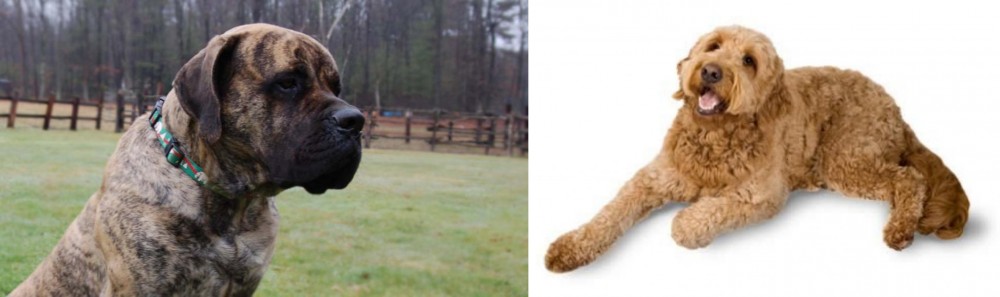 Golden Doodle vs American Mastiff - Breed Comparison