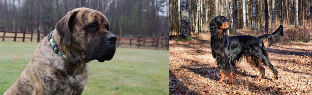 Gordon Setter vs American Mastiff - Breed Comparison