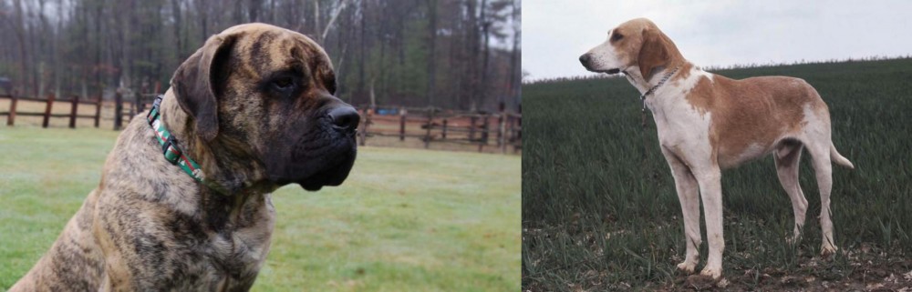Grand Anglo-Francais Blanc et Orange vs American Mastiff - Breed Comparison